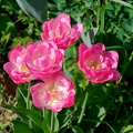 16 03 200411 015 Fleurs Chaponost