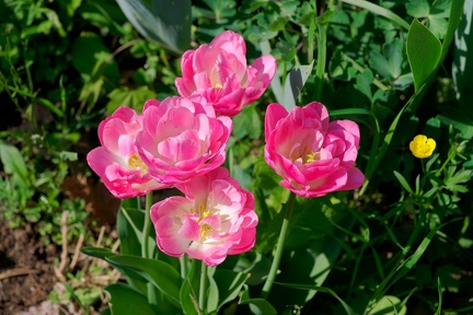 16 03 200411 015 Fleurs Chaponost